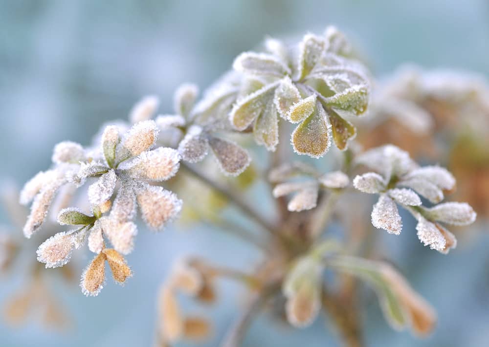 Nr. 196 bereifte Blättchen