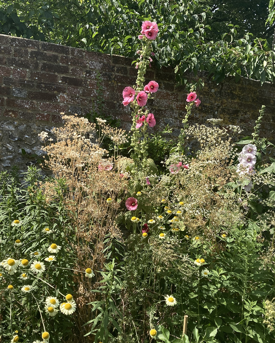 Hollyhocks and Anthemis in the walled garden at Charleston House.