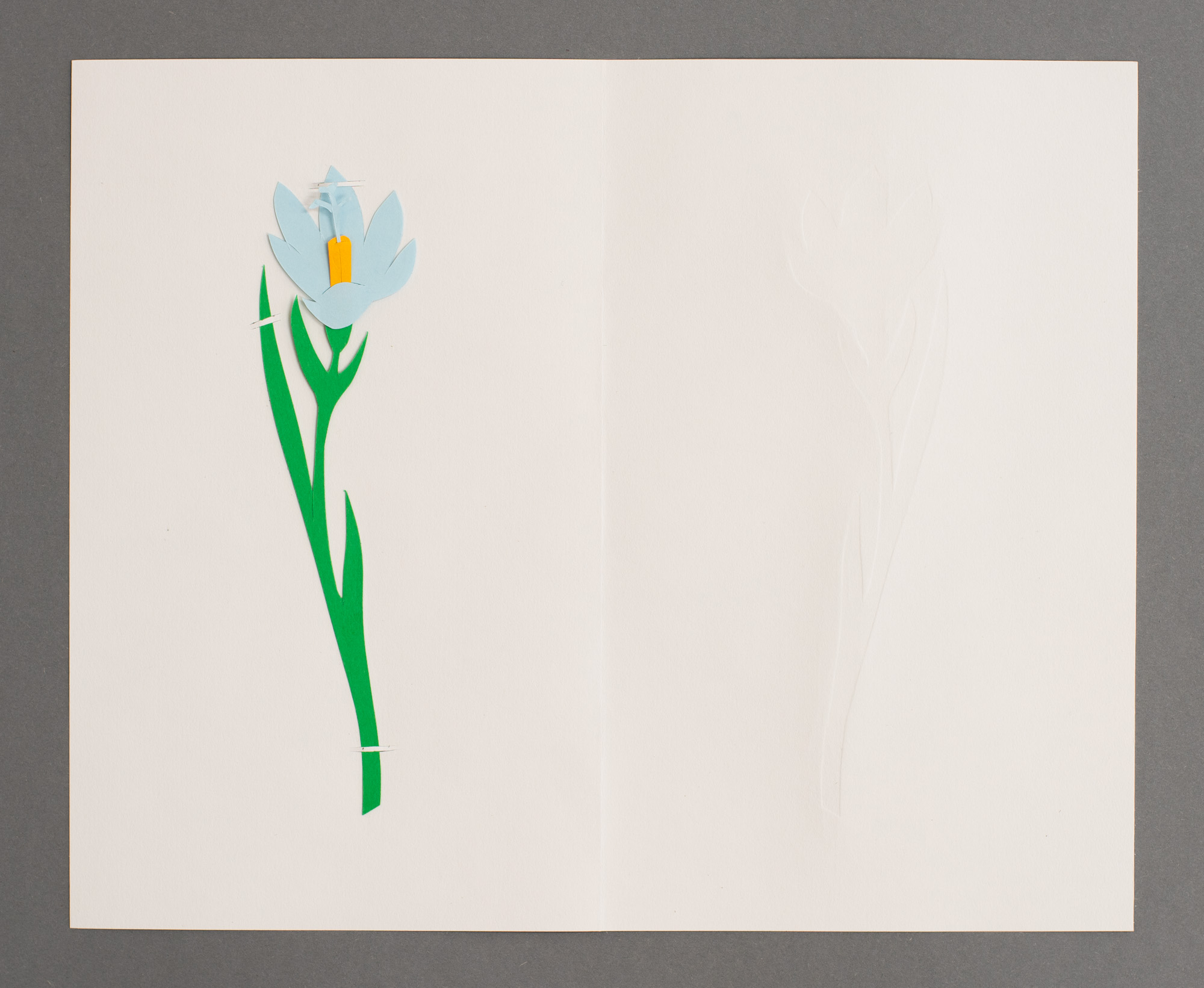 Crocus-leaved Romulea, الرومولية الزعفرانية, רומוליאה סגלולית