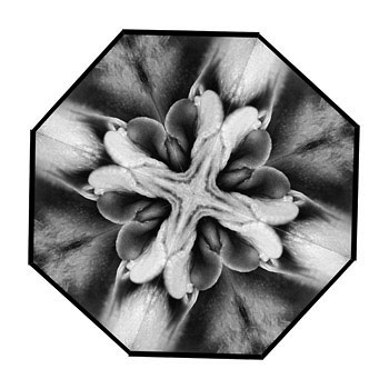 2004, The Flowers of Delight