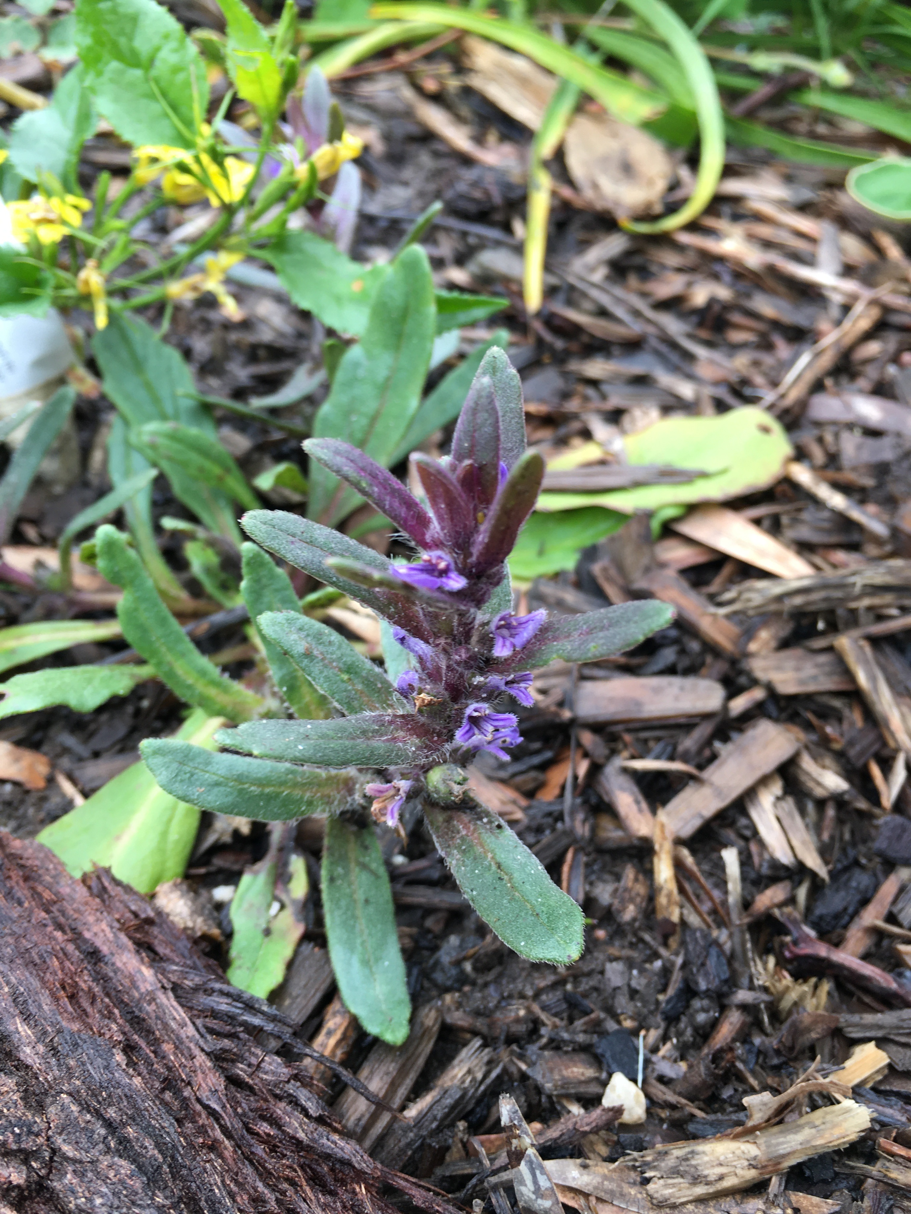 Ajuga australis (austral bugle)