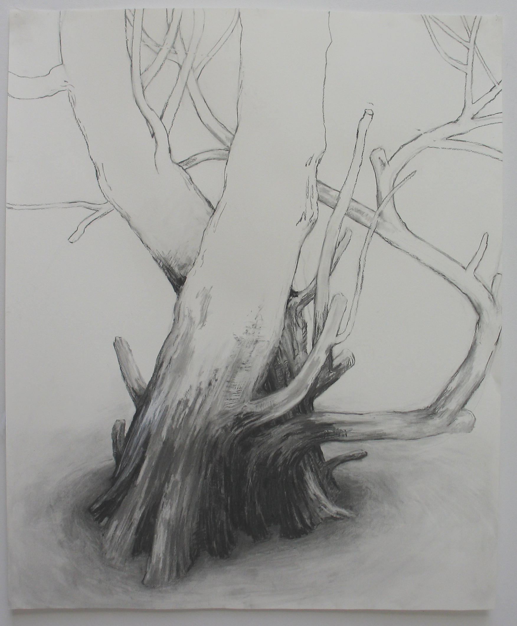 Elements - Wood Earth 3, 2006, Charcoal on paper, 50 x 38 in.