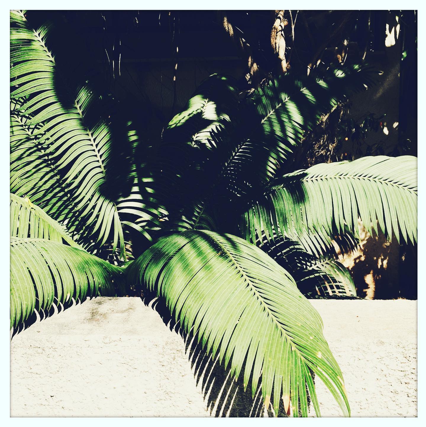 If you hadn't noticed yet, I love Tel Aviv, and I love its palmtrees.