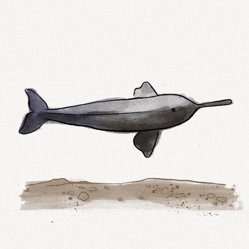 Indus River Dolphin, Platanista gangetica minor