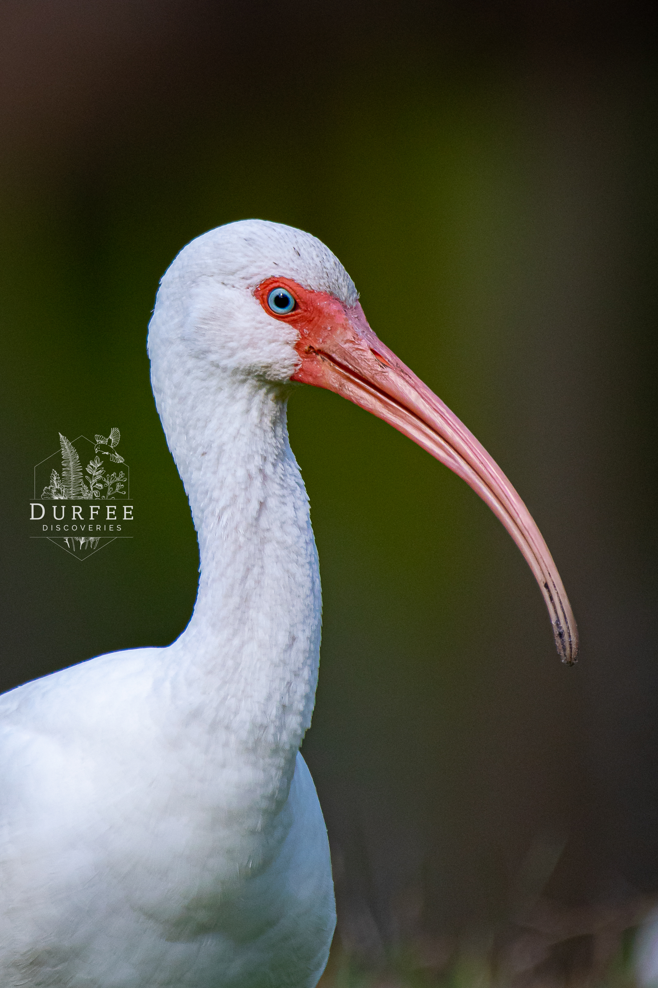 American White Ibis - Palm Harbor, FL