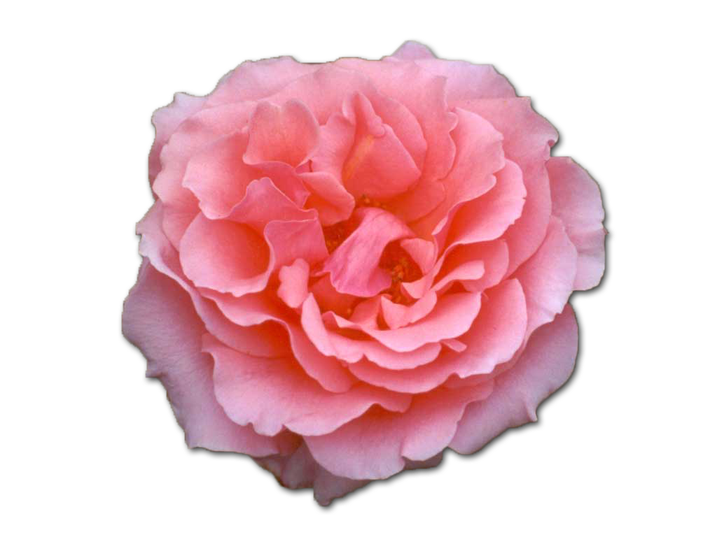 shop-all-sister-spinster