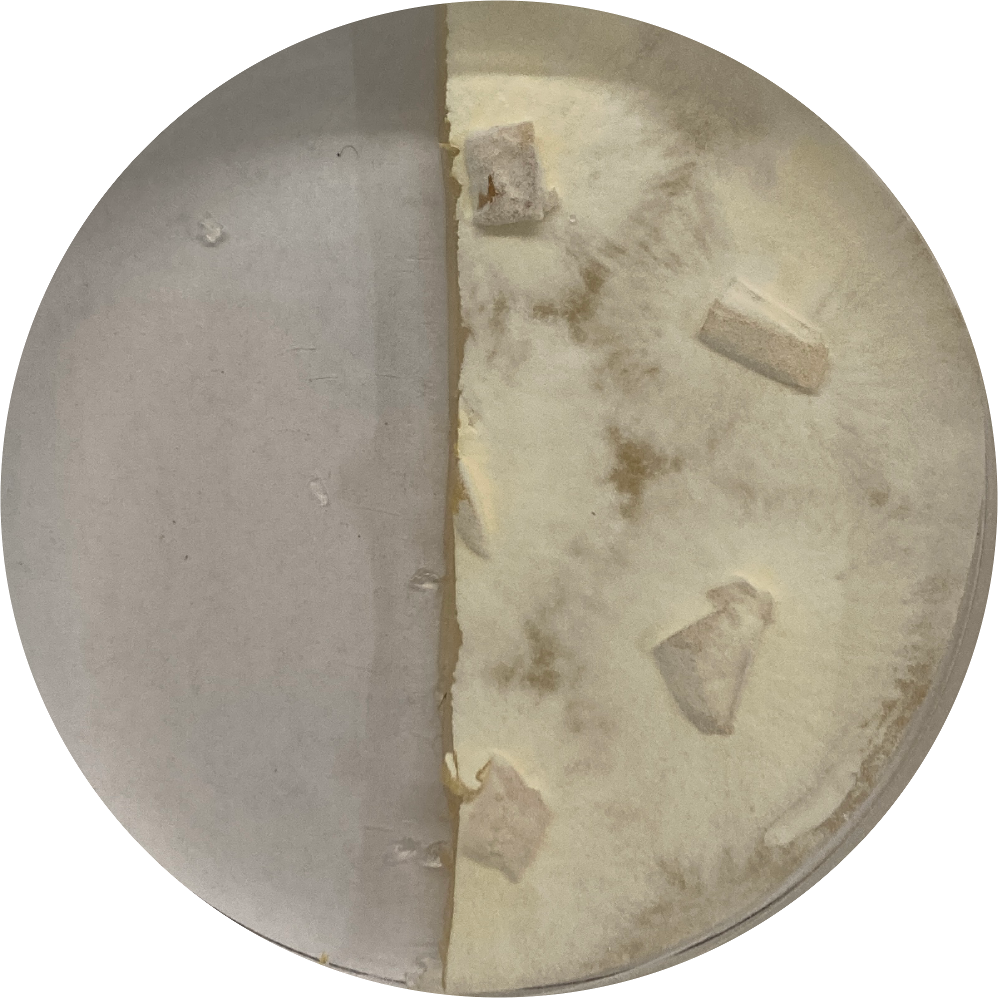 Kultur B, Ganoderma L Kultur Agar Platte