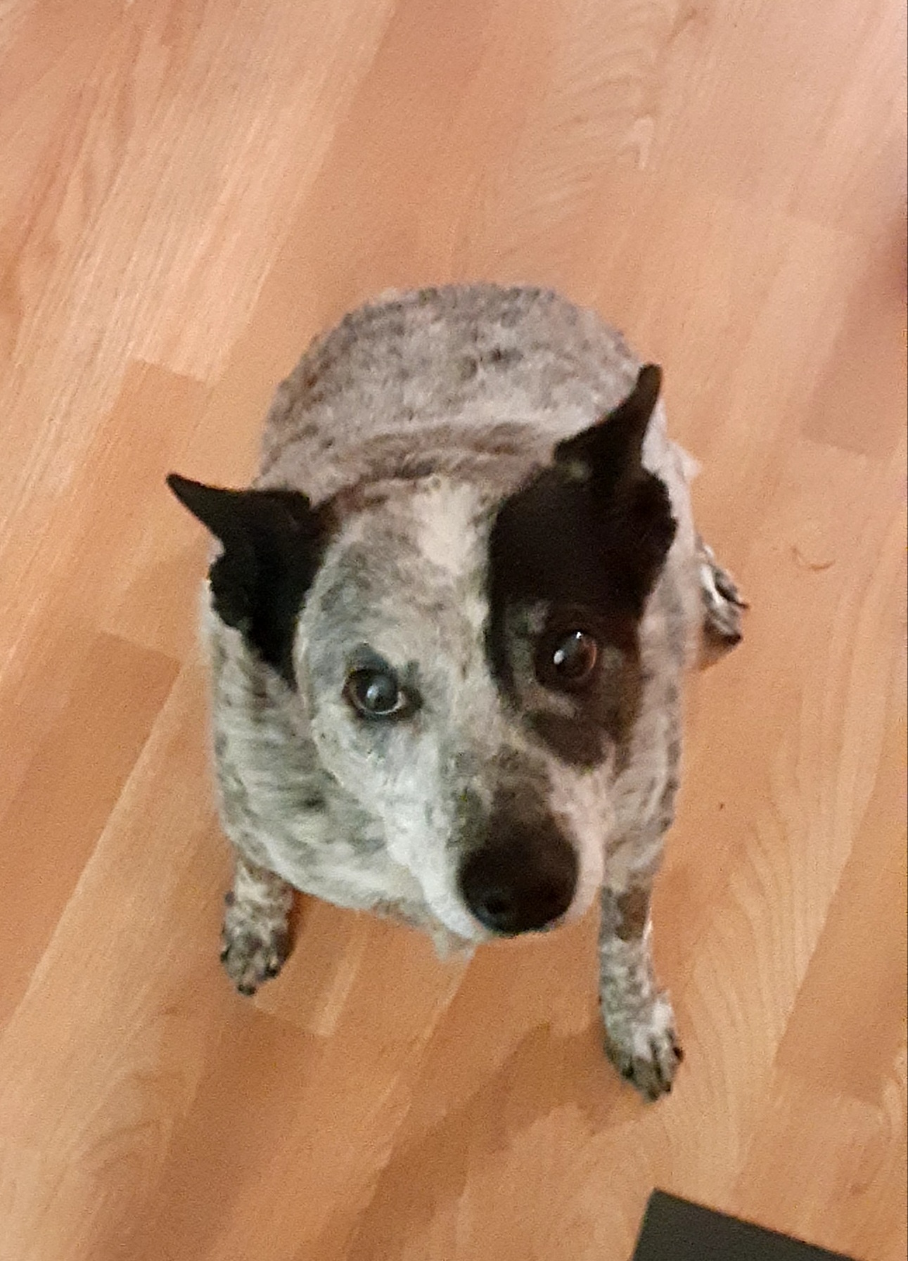 Pepper ~ 7 yr old Australian Stumpy Tail Cattle Dog ~ San Diego