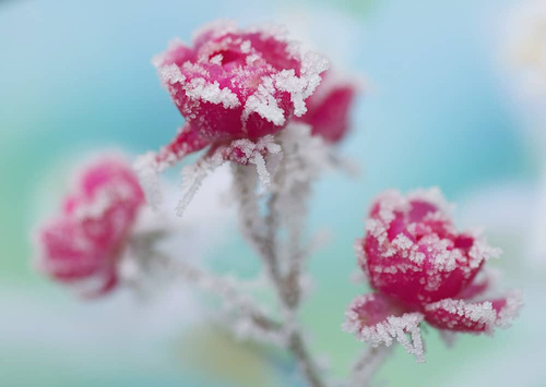 Nr. 128 wieder lieferbar! Winterrosen-Trio