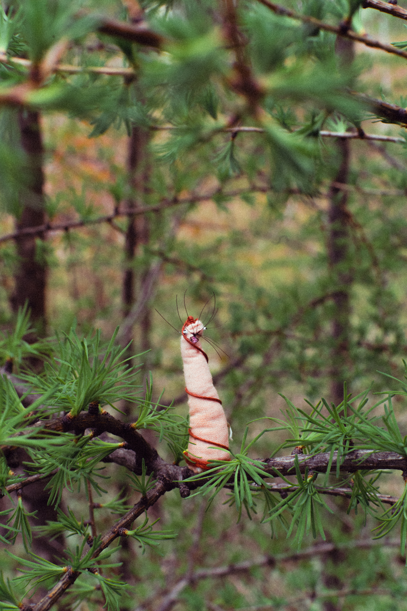  L’âme curieuse aux nombreuses antennes vivant dans les Mélèzes