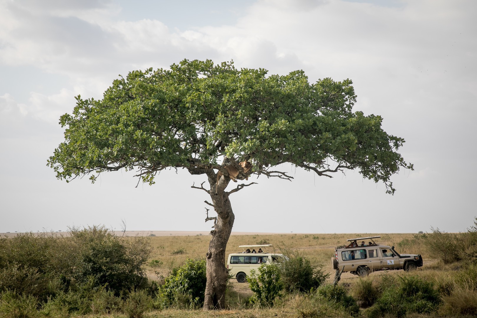 "Unaware of the wild spectators all around her, the pregnant lion mom sleeps majestically while her husband guards beneath the tree."