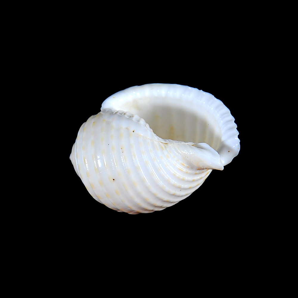 Tonna allium (Dillwyn, 1817)