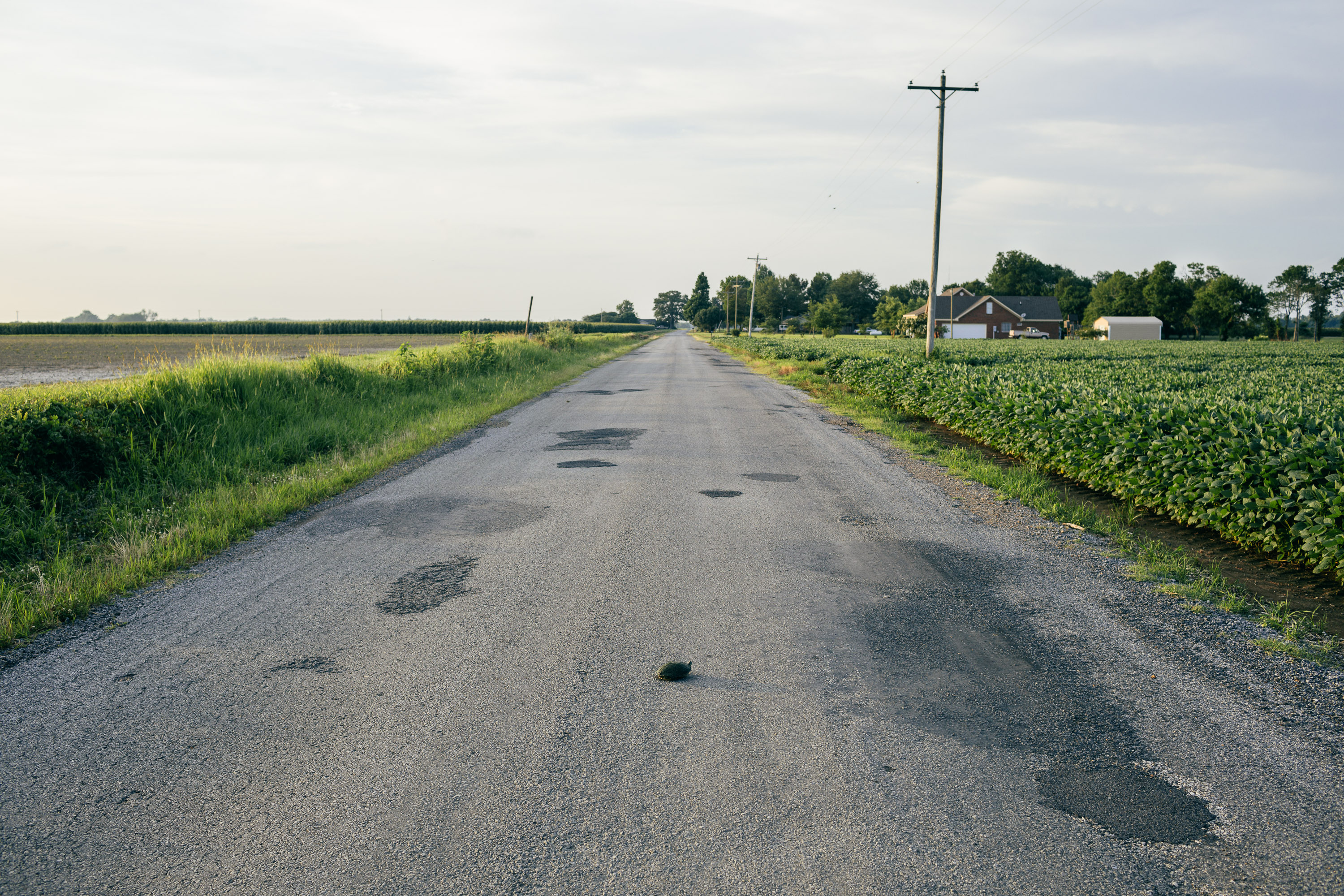A turtle crosses the road outside of Merigold, Miss.