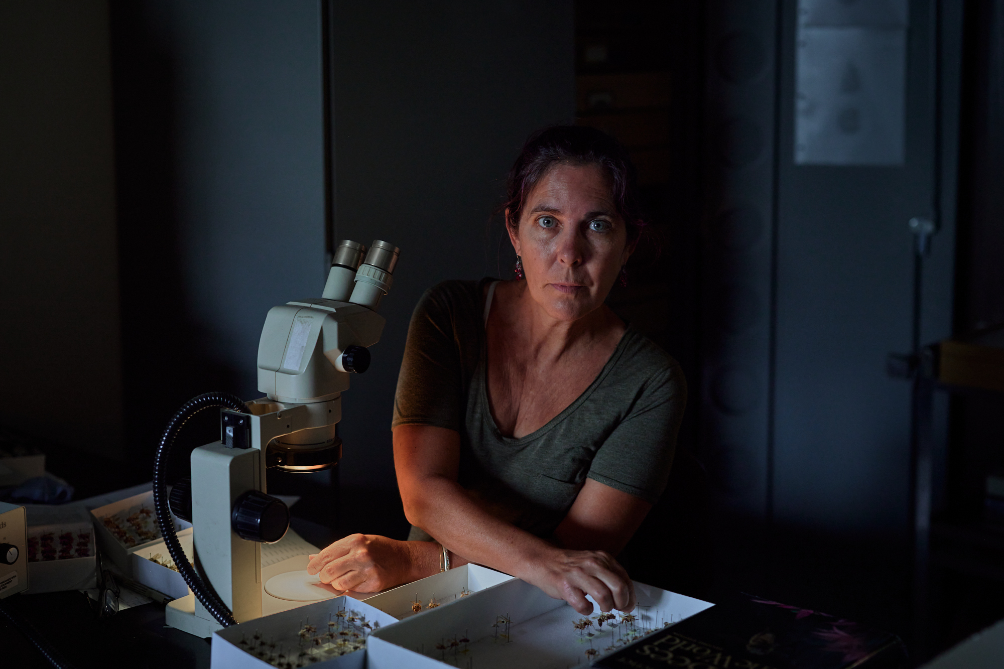 Identifying bee specimens. The curator of the entomology collection at Texas A&M positions a specimen (Melissodes bidentis) under the digital microscope to study the species’ behavior, distribution, and ecological interactions. In particular, this study analyzes the pollen found still clinging to specialized collection hairs on its legs in order to identify the plants it frequents for food. Once those plants are identified, the researchers then study the bee’s morphology in relation to that of its favored plants to better understand the extent to which bees and plants co-evolve—as well as how they might continue to adapt to changing environmental and ecological circumstances into the future.