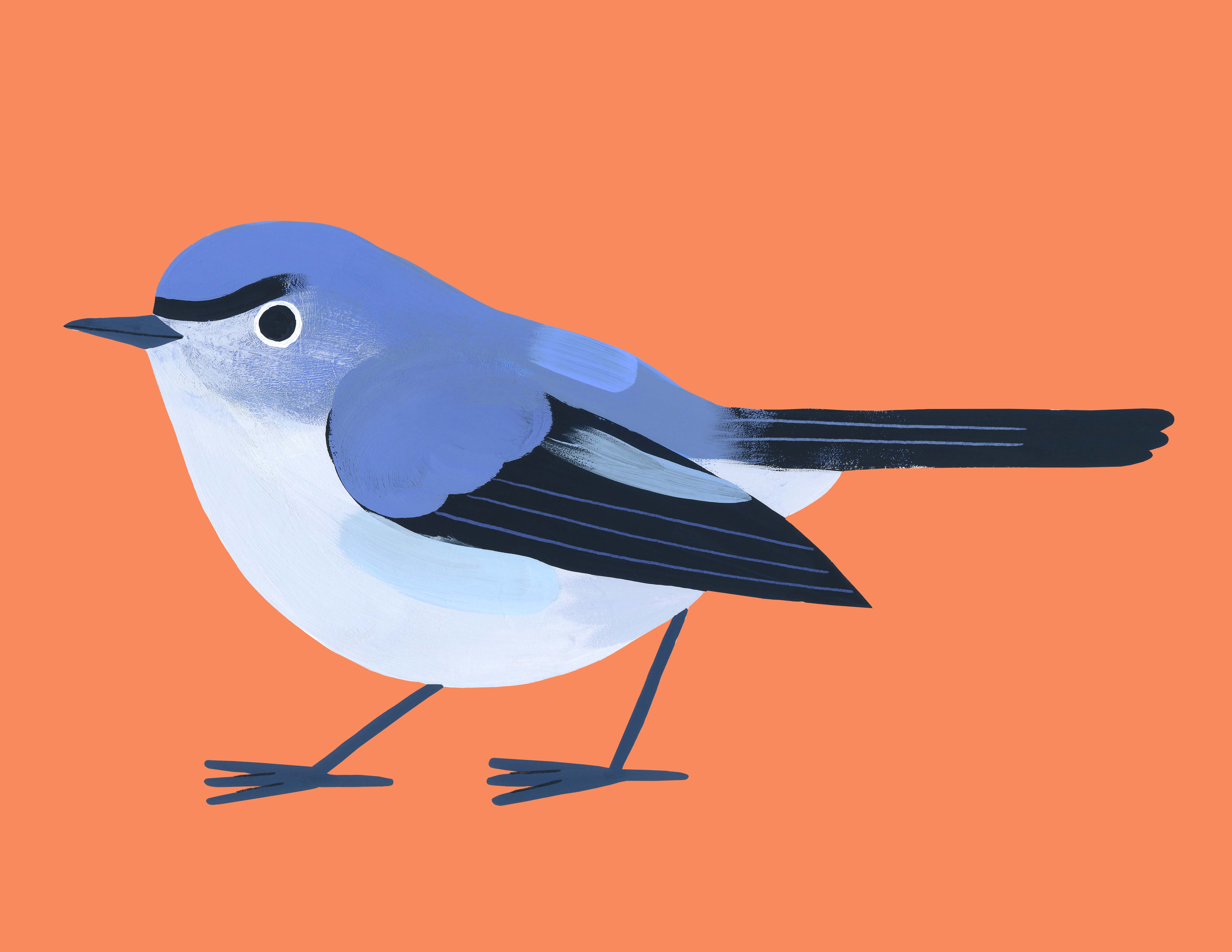 Gobemoucheron gris-bleu