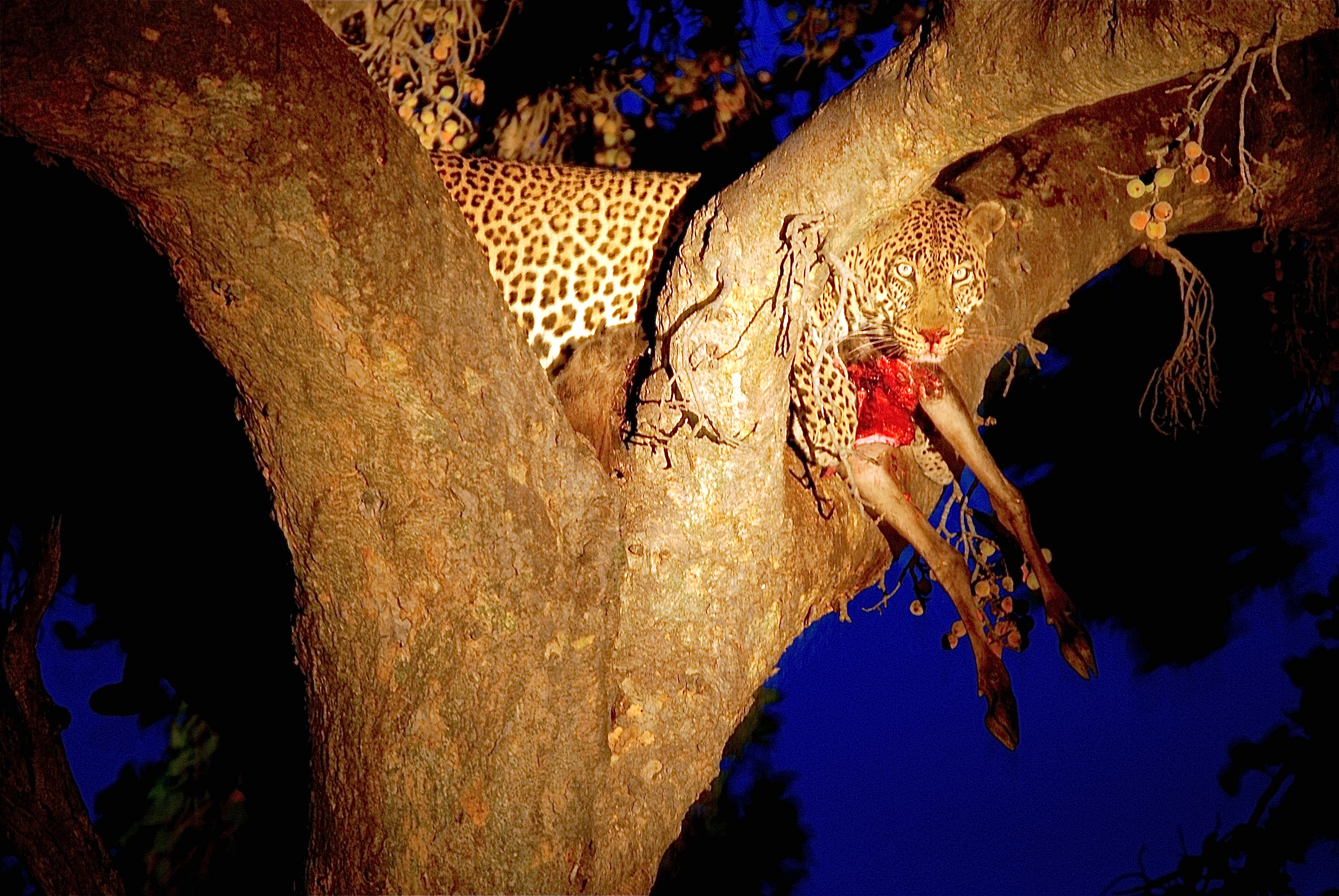 Leopard & Prey // Maasai Mara, Kenya