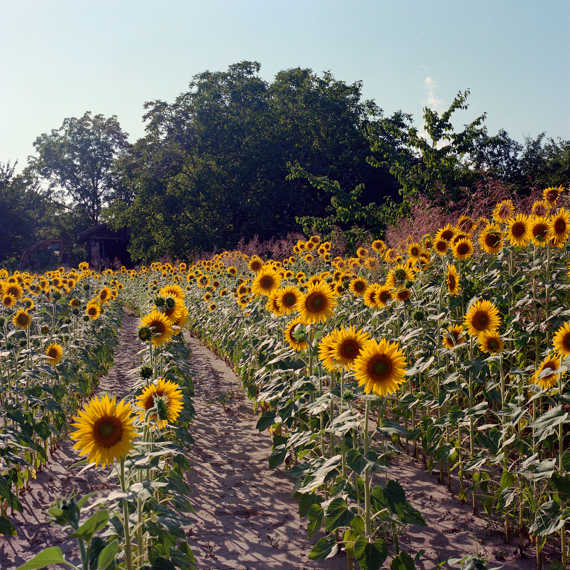 Sunflower Field, Auvillar, France, 2009