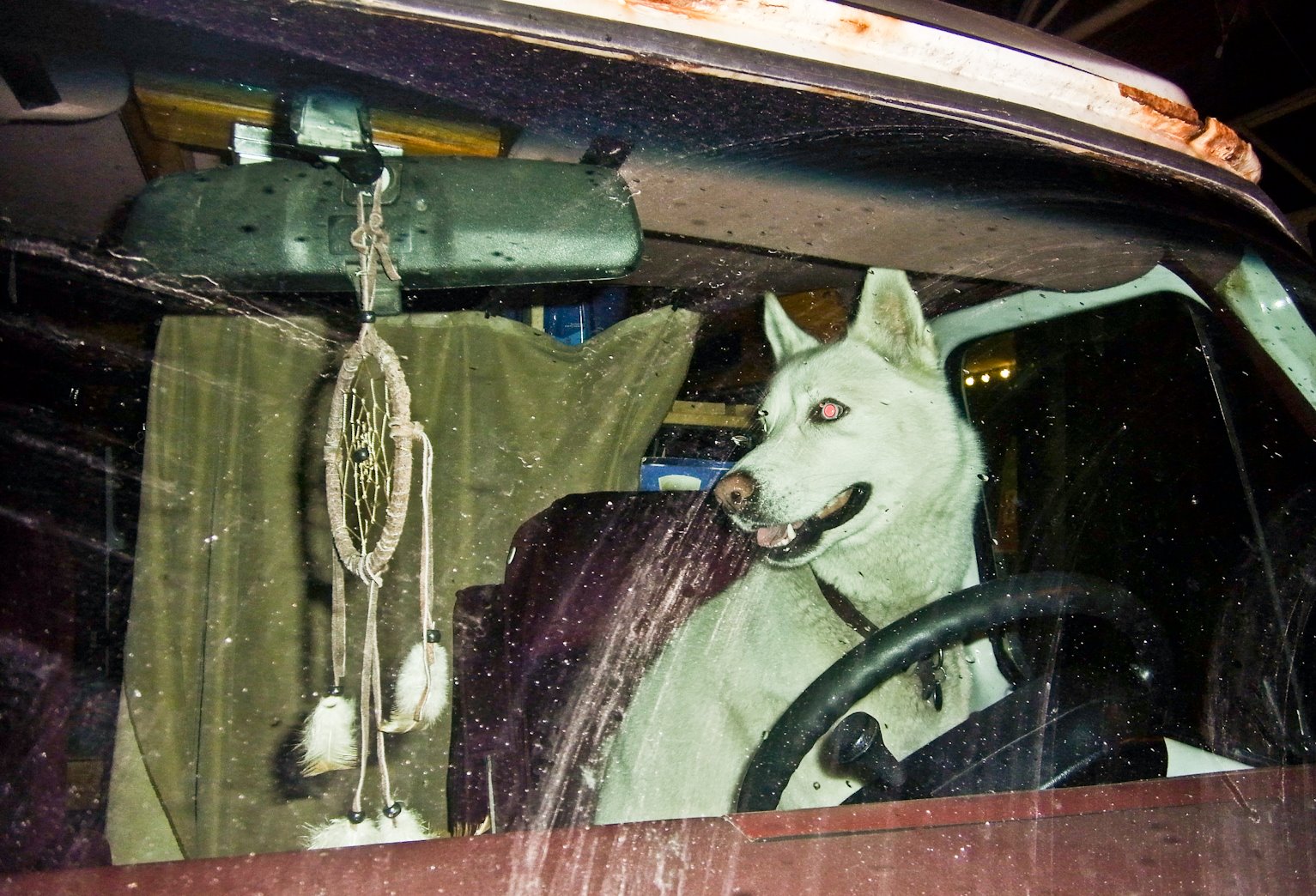 Dog Photography by José Enrique Montes Hernandez 