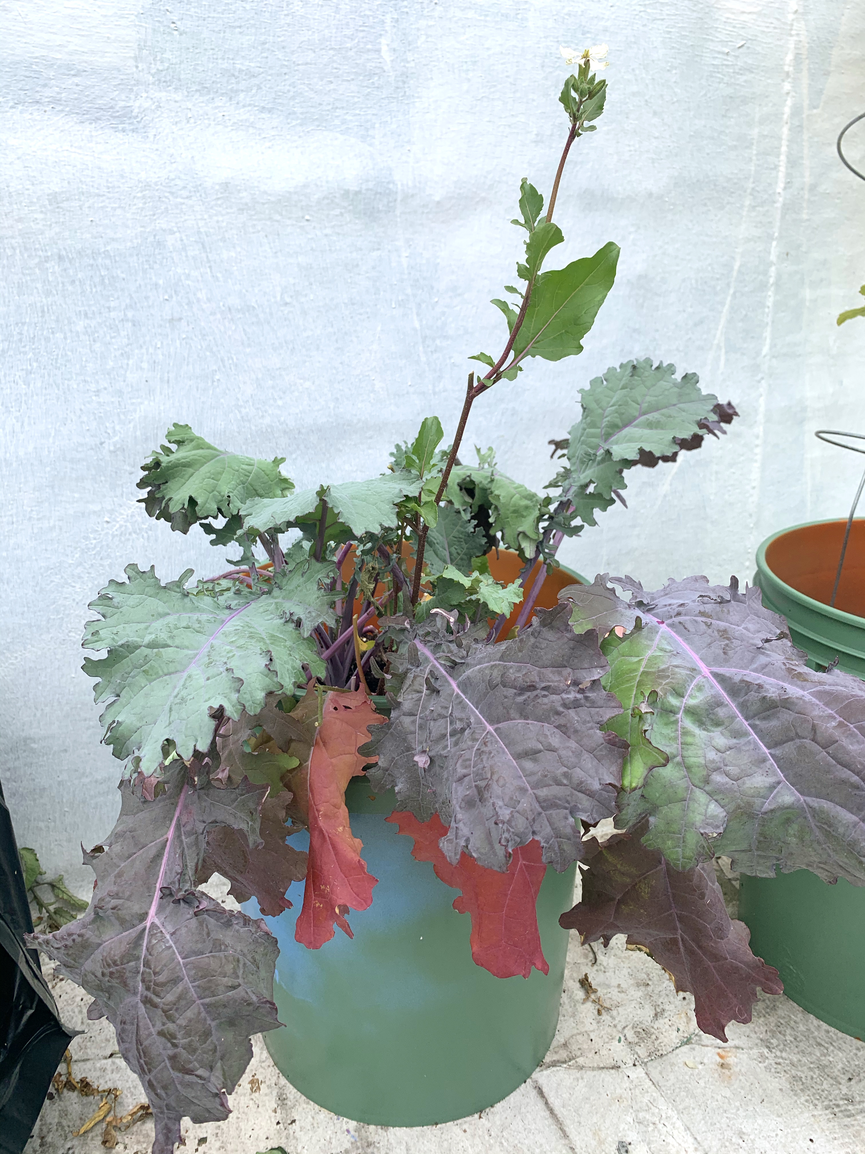 Mesclun evolving from green, purple, to hot pink.