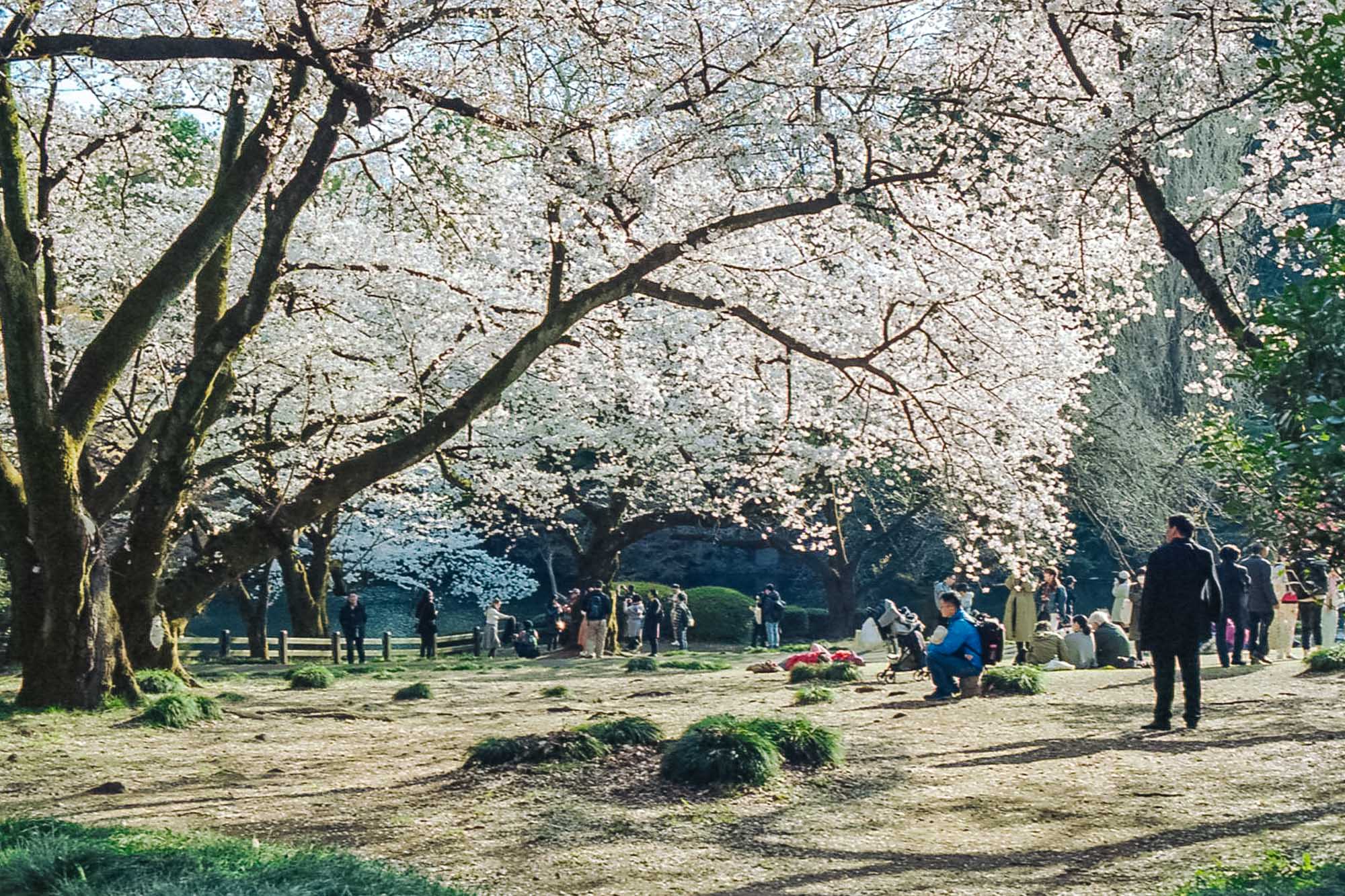 Shinjuku Gyoen National Garden When In Tokyo Tokyo S Art Design And Architecture Guide