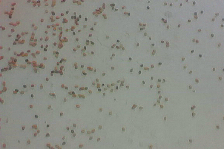 Stub, w/ Josh Bitelli & Felix Melia, 2016. Exhibition View