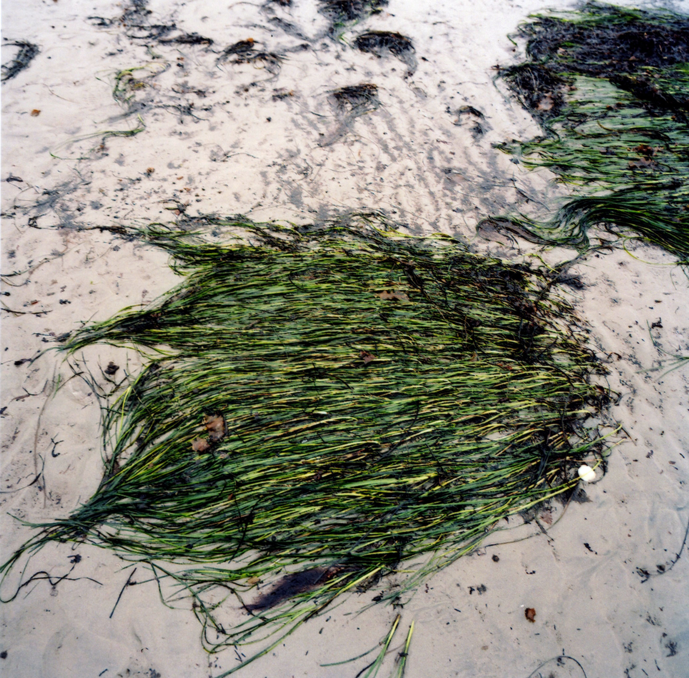 Sea Grass, Owls Head, Maine 2008