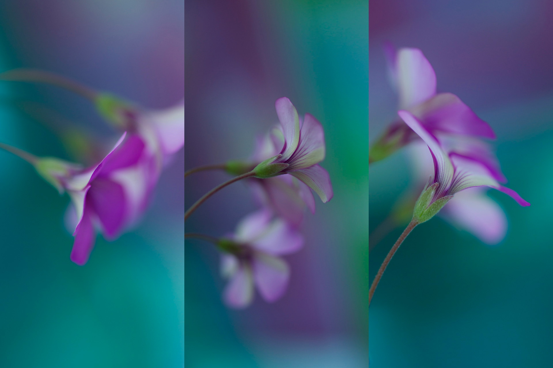 Secret, 90cm x 60cm, verkauft