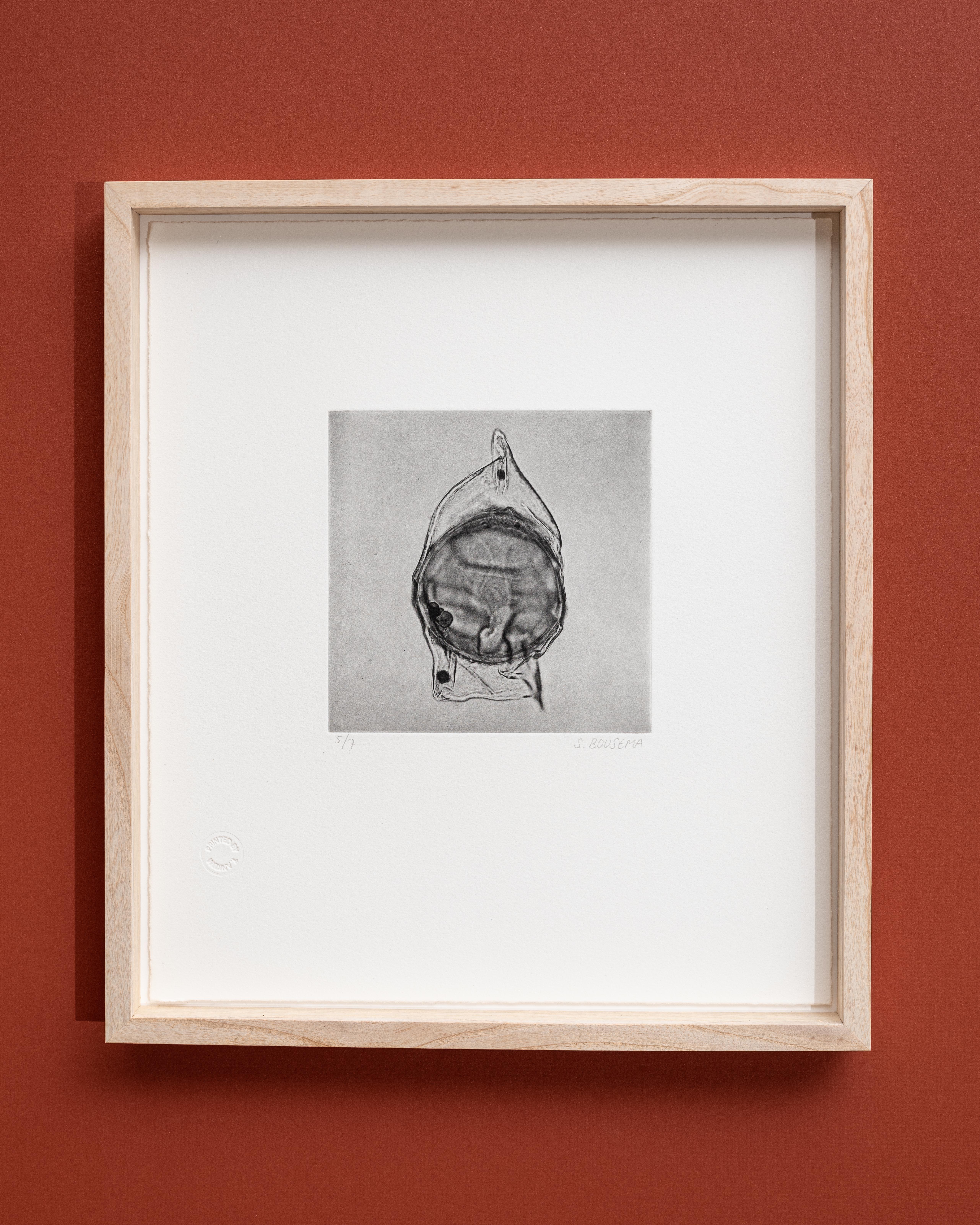 Available: 5/7 - 7/7. Title: Deflandrea antarctica