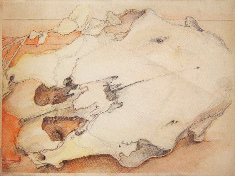 Cow Skull Study 1977watercolor/graphite/paper11x15”