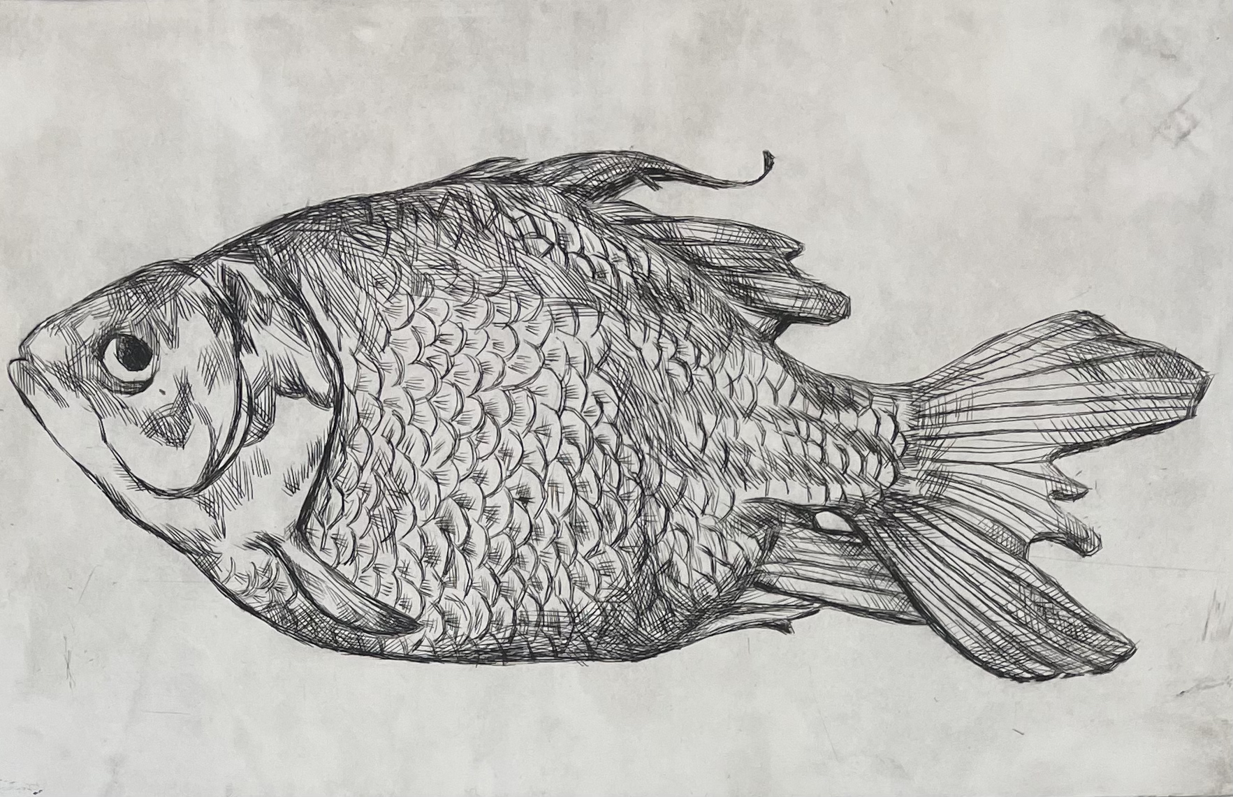 Goldfish Etching / Ink on Stonehendge / Spring 2022