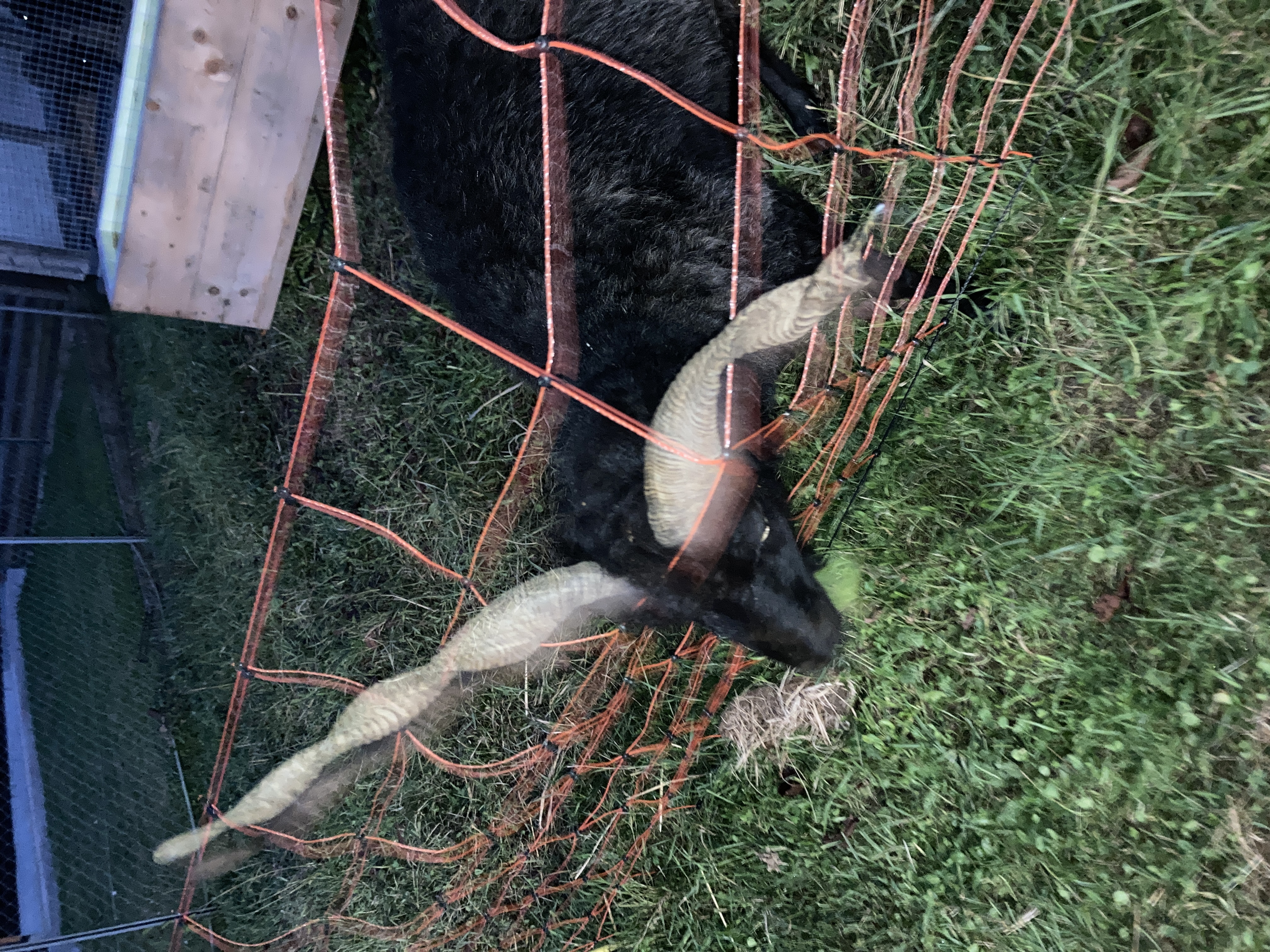 (c) Lukas Weithas (”CARE” at Kunstraum L201, Studenzen)