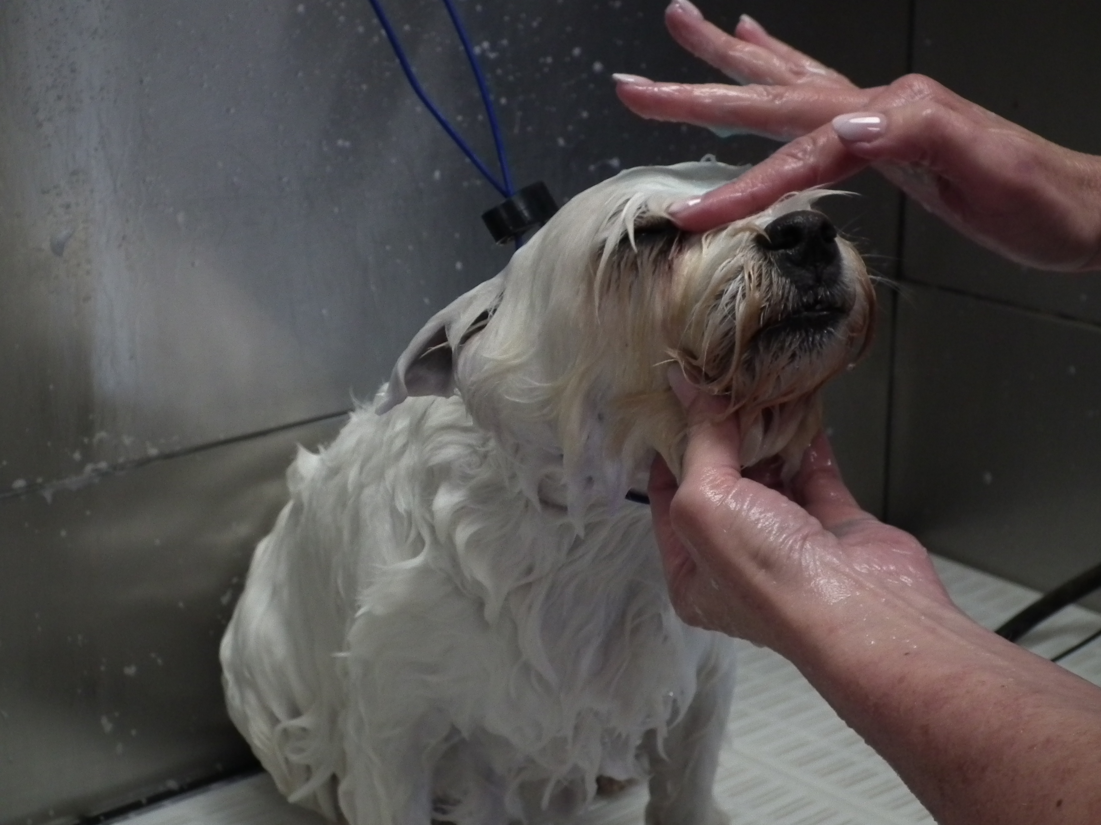 A white West Highland terrier enjoys a facial massage in the bath