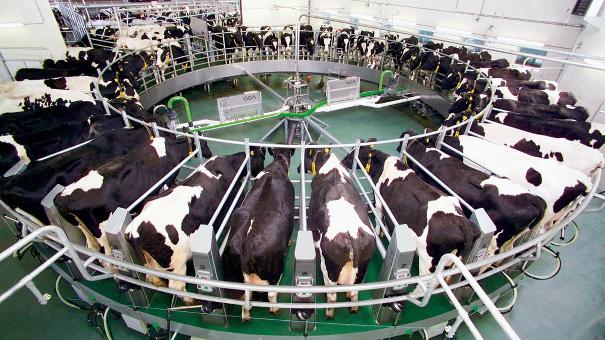 Carousel used in diary factory, a circular conveyor belt
