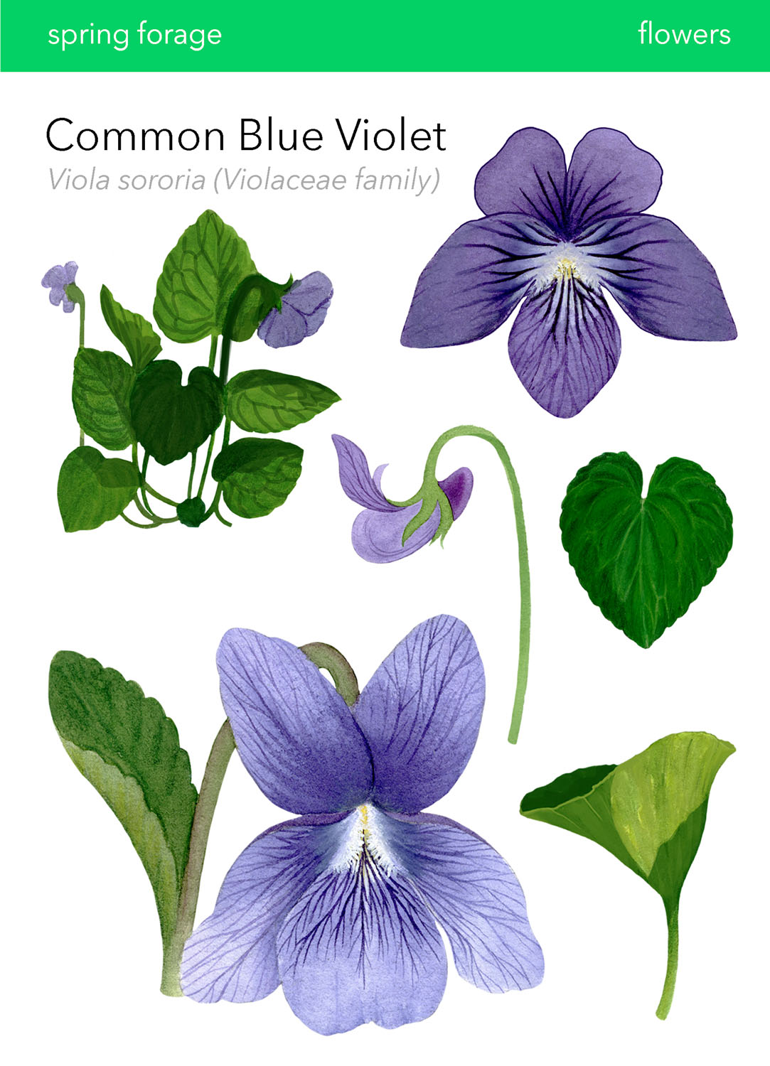 Common Violet in Wild Food Foraging in Your BackyardDigital Print, 2022, 6.5x9&rdquo; 