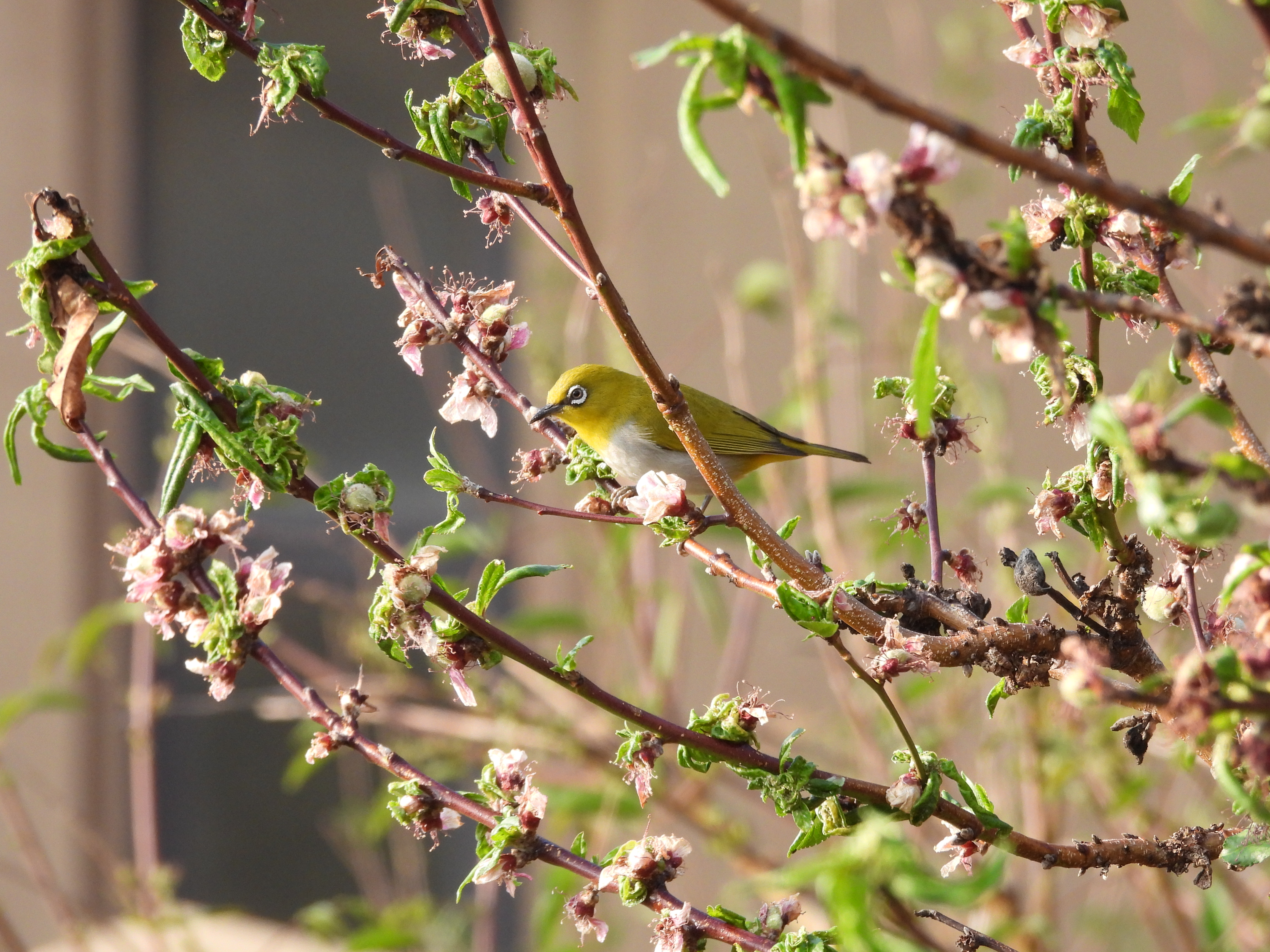 暗绿绣眼鸟 Swinhoe's White-eye