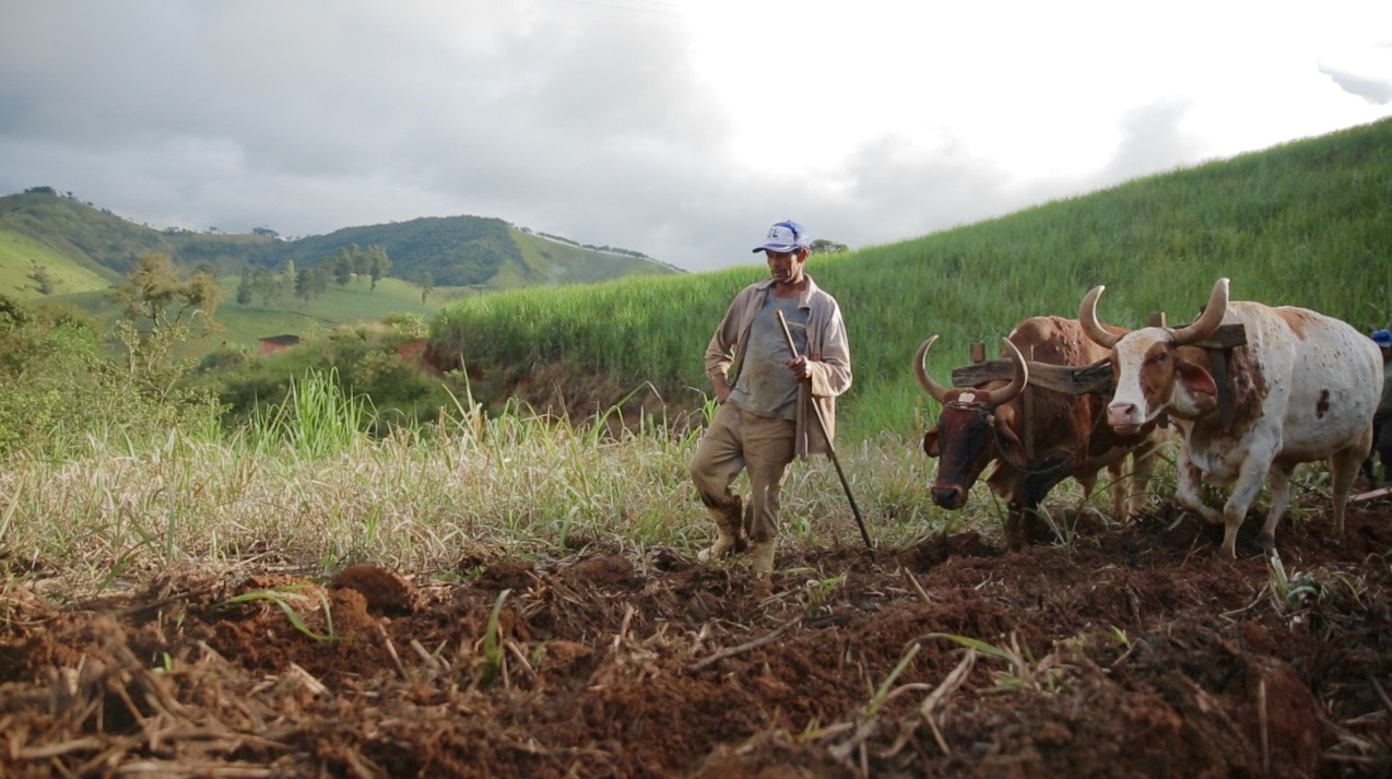 Oxen are used on the hillsides to prevent erosion.