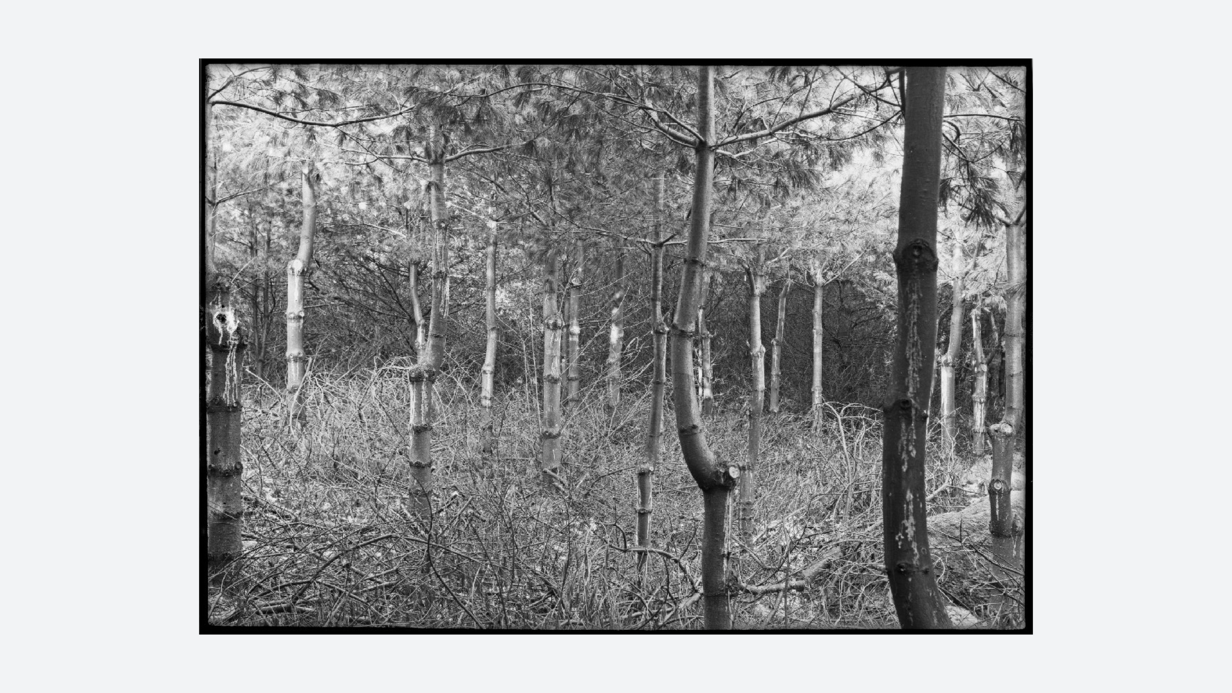 Fig. 11. 1928 image from the Harvard Forest Archive demonstrating techniques. Cline, Albert C. “What not to do.” Harvard Forest, Harvard University. 1928. Hollis Images.