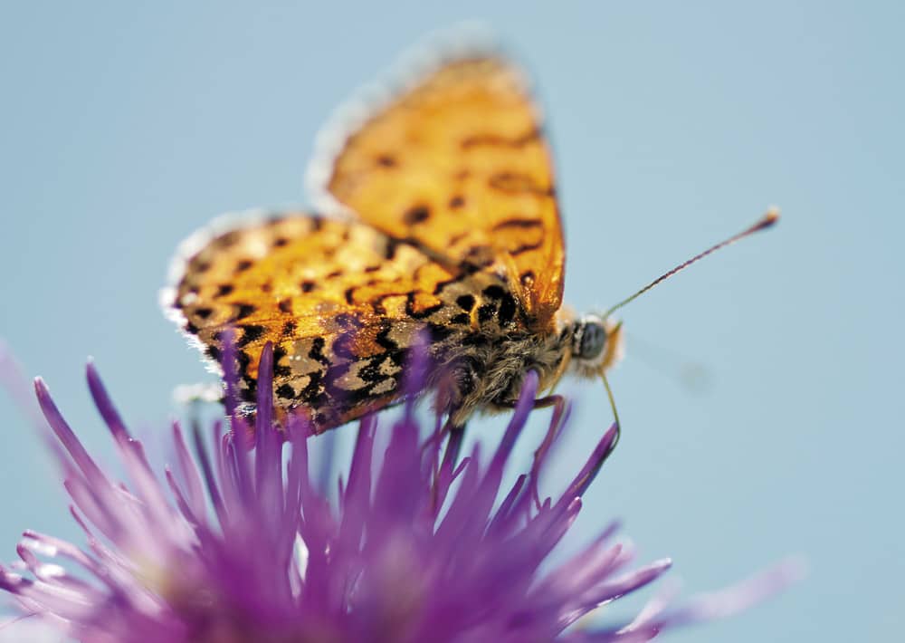 Nr. 049 Scheckenfalter