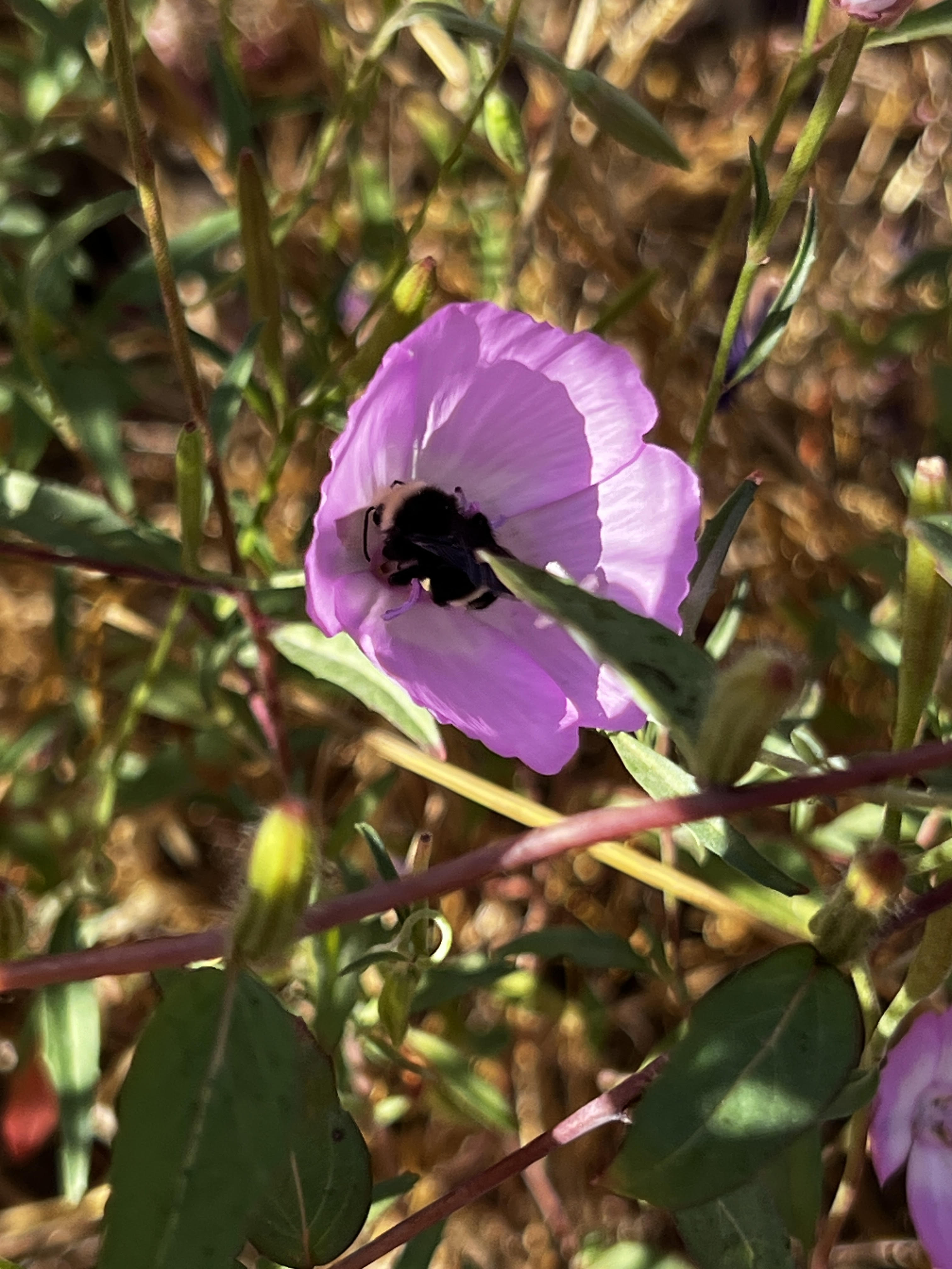 Bombus californicus (CA Bumble Bee)