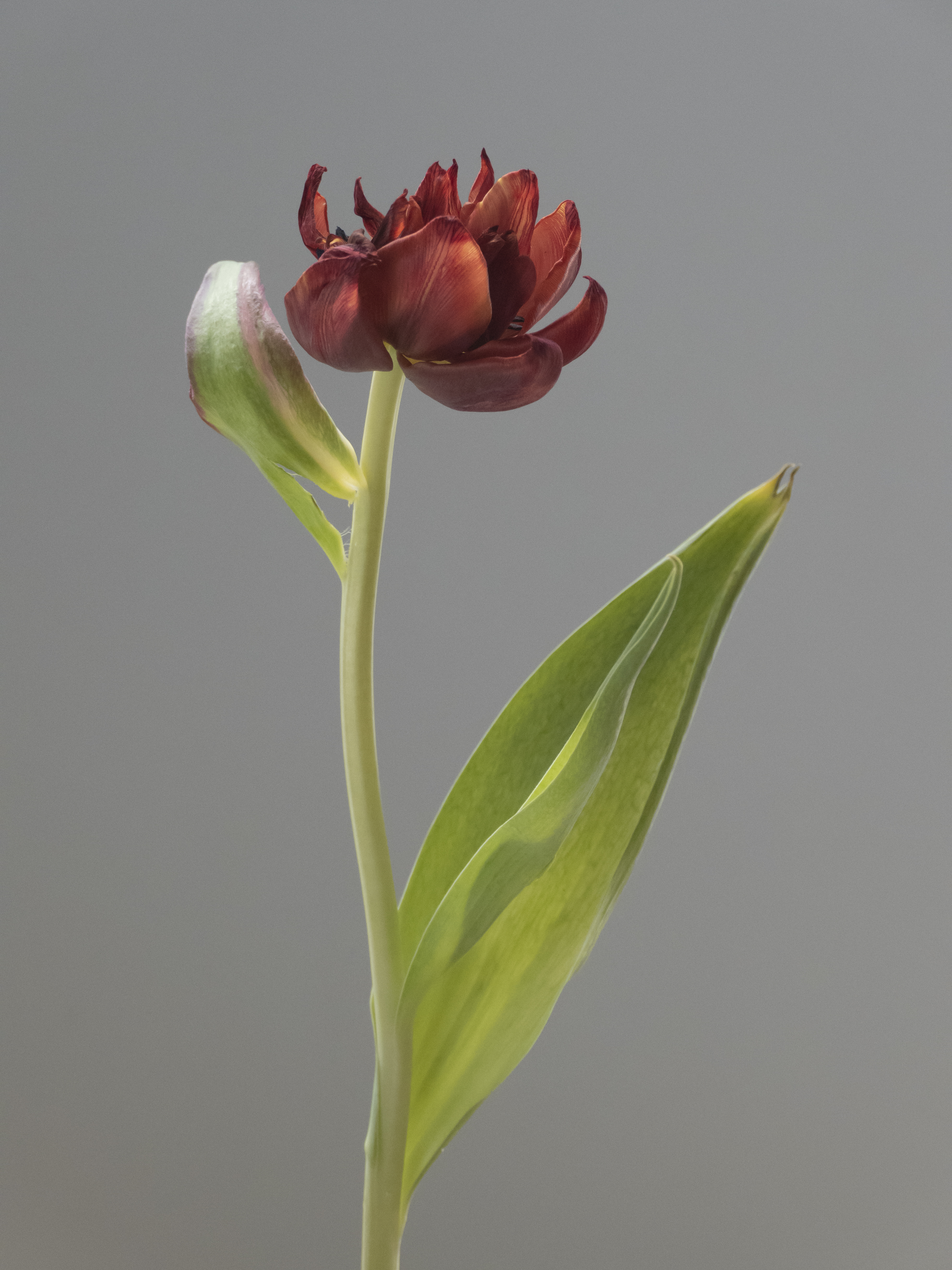 Tulip 1637 [14], #15