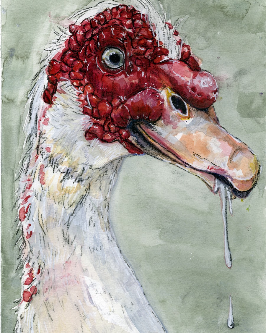 duck 2019 watercolor and charcoal