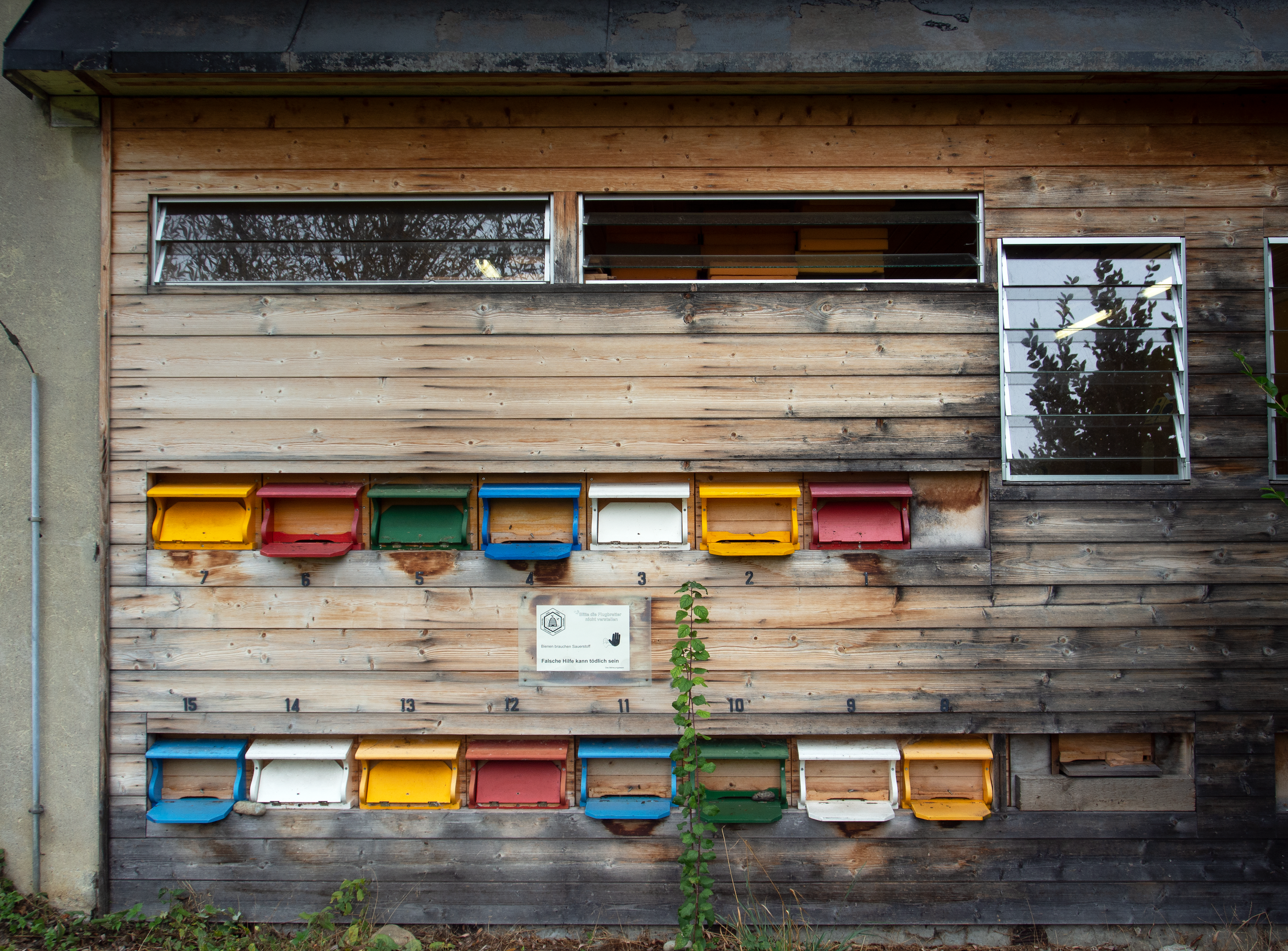 The bees access to their "Schweizerkasten" at the educational beeshed VZB.