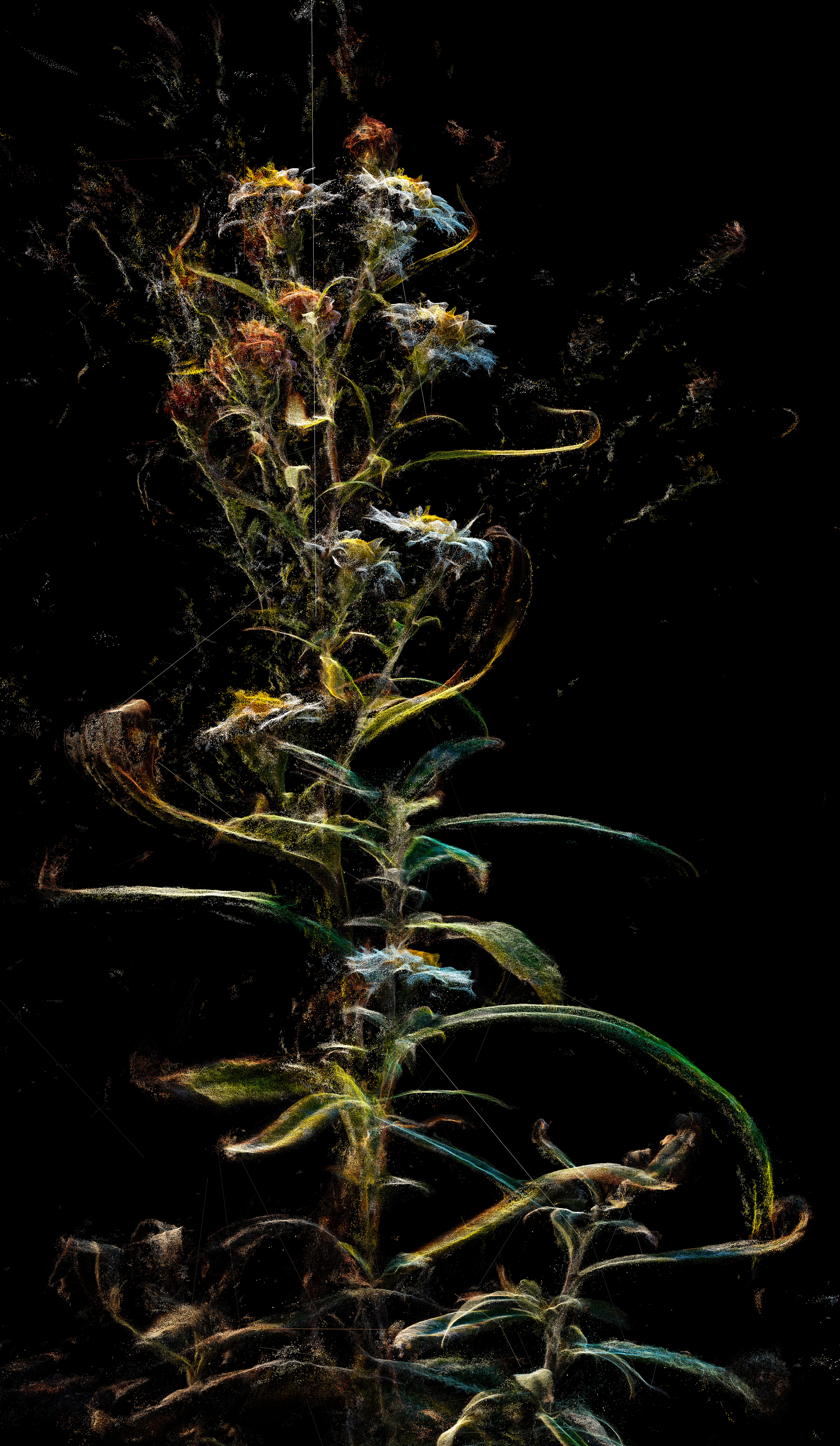 Stefano Caimi, Phytosynthesis &ndash; Kalimera Incisa, 2026, Custom software, inkjet fine art print on cotton paper, bleached Toulipier wooden frame, museum glass, cm 200 x 122 x 5, Unique, Courtesy Stefano Caimi e Viasaterna