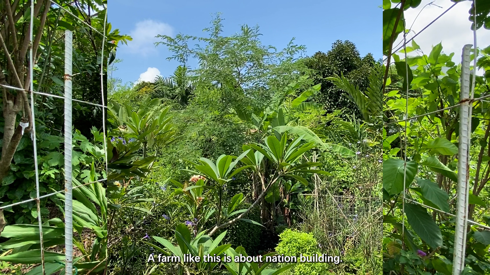 Untangling the Asian Community Gardens — Terren Shi