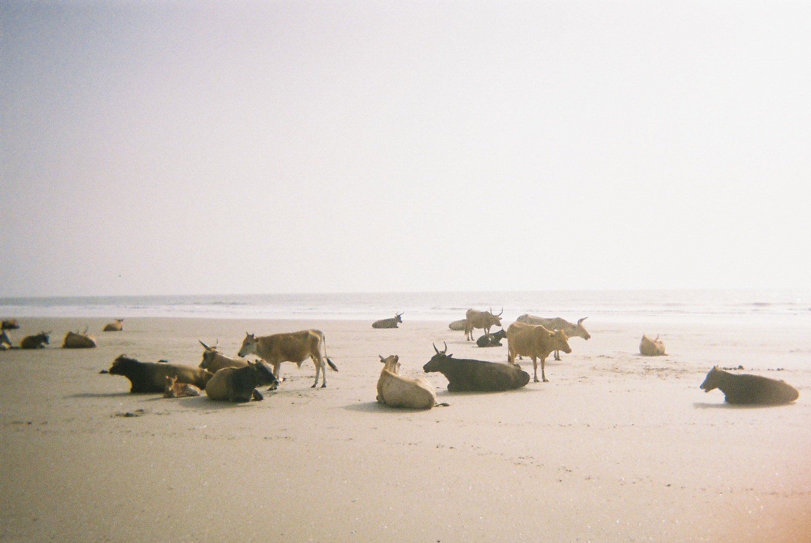 Wild beaches in Casamance