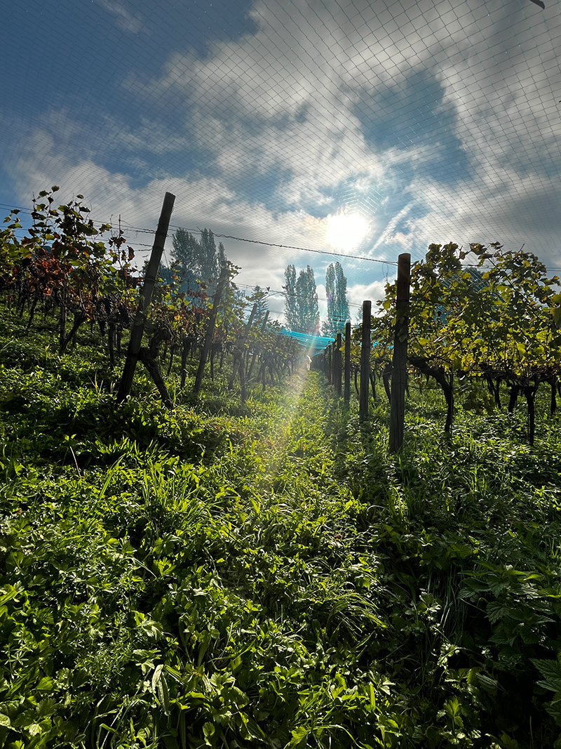 Morgenstimmung im Rebberg &ndash; die Lese kann beginnen!