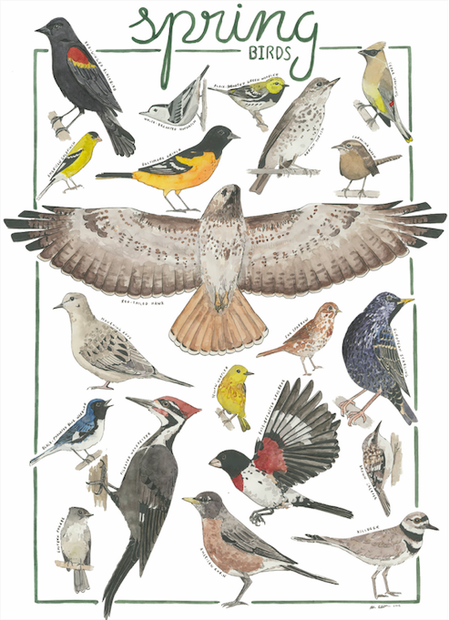 Spring Birds Poster / Watercolor and pen on paper adapted in Photoshop / 2020