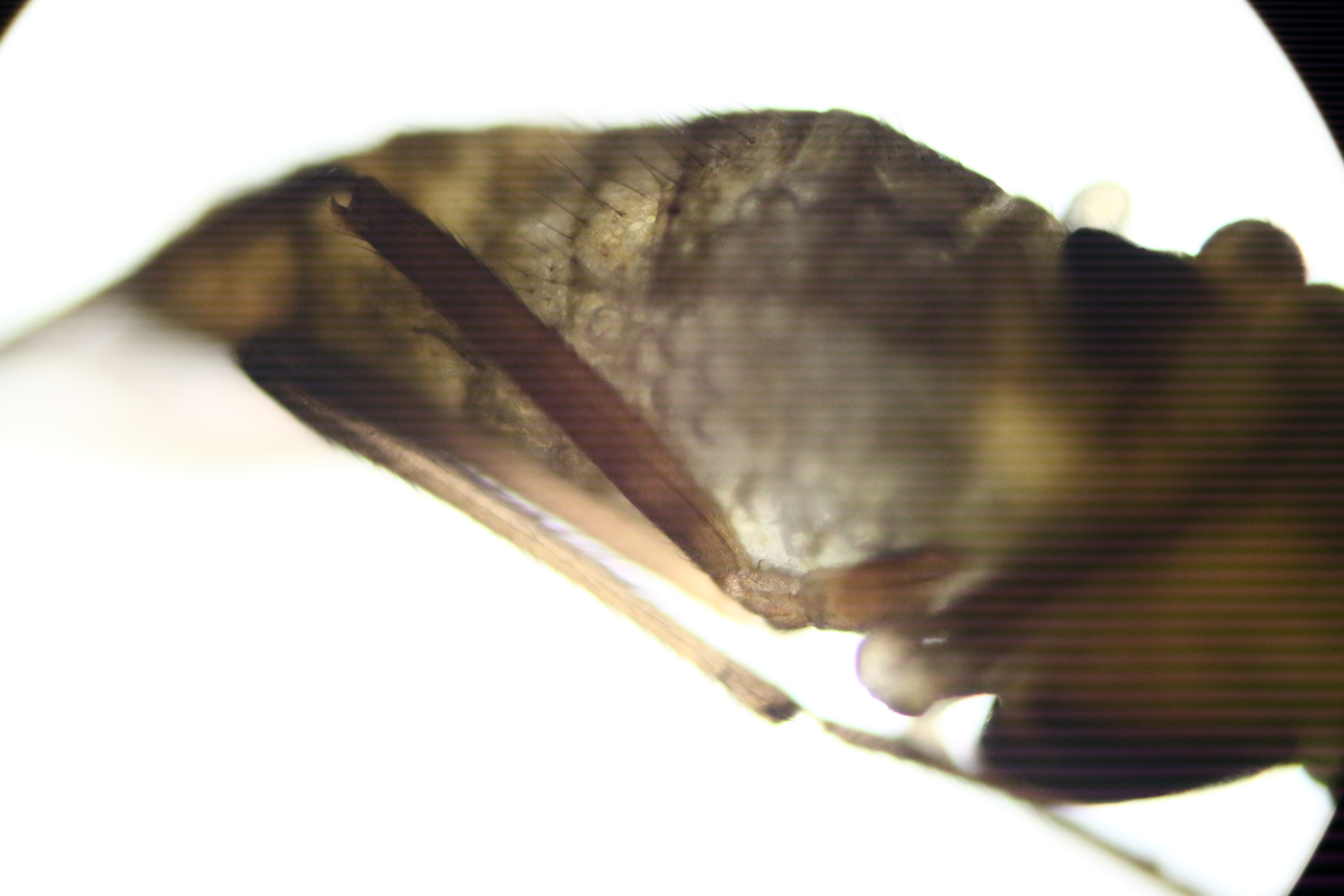 Untitled / Digital Photo