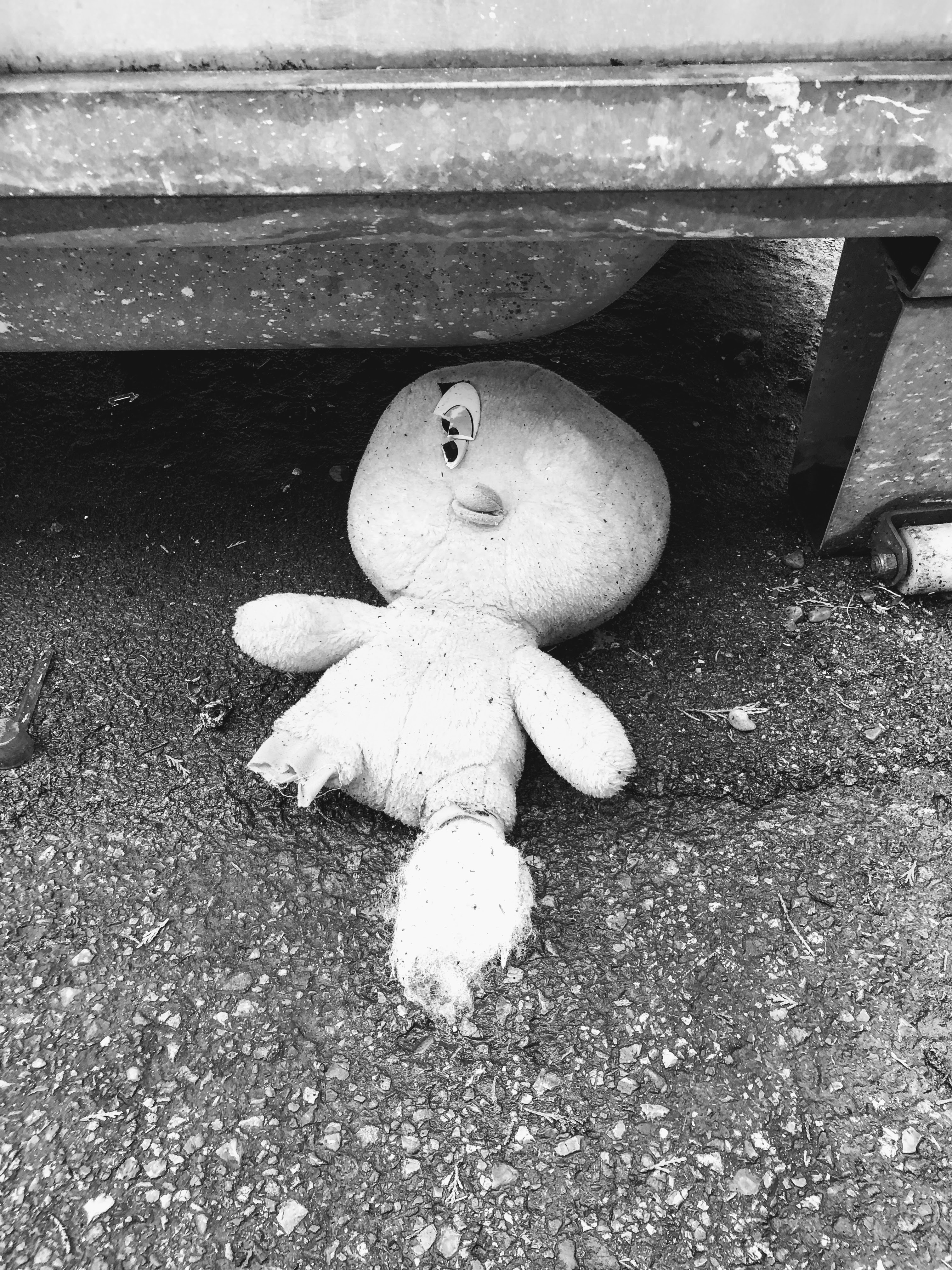 Cadavere straziato di Titti, Bologna, 26-3-19