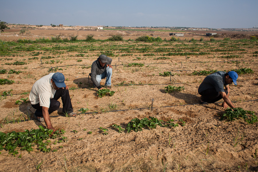 Les fraises de Gaza sont r&eacute;put&eacute;es.